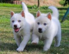 Sweet Siberian Husky Puppies cassadra.wiliams@gmail.com