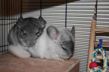 two female chinchillas with cage and accesories