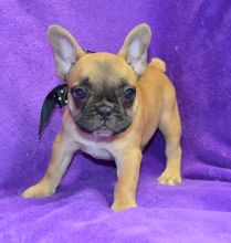 Very Special Little French Bulldog Puppies Now Ready