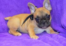 Very Special Little French Bulldog Puppies Now Ready