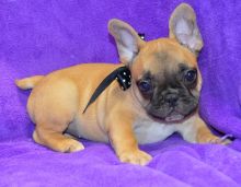 Very Special Little French Bulldog Puppies Now Ready