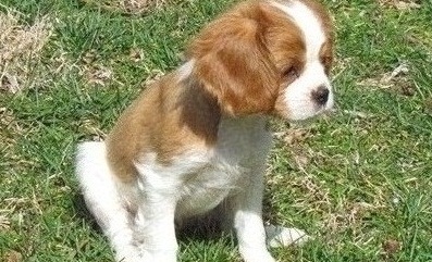 Available Cavalier King Charles Spaniel puppies Now Ready Image eClassifieds4u
