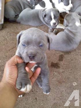 Intelligent Blue Nose Pit bull puppies Image eClassifieds4u
