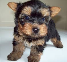 2//Yorkshire Terrier Puppy//l.ucyjackie.9@gmail.com Image eClassifieds4u