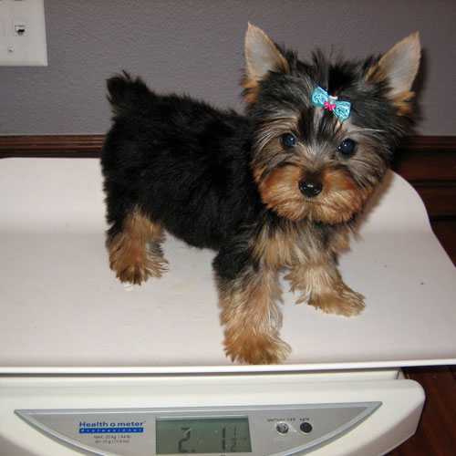 2//Douglas is an Awesome Yorkie for Adoption//l.ucyjackie.9@gmail.com Image eClassifieds4u