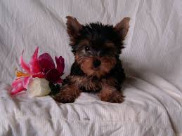 2//Gorgeous Yorkie Pup Available//l.ucyjackie.9@gmail.com Image eClassifieds4u