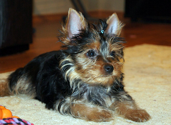 Yorkie Puppy Available../l.ucyjackie.9@gmail.com Image eClassifieds4u