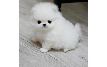 Pomeranian Puppies Available Free/luc.yjackie9@gmail.com Image eClassifieds4u