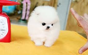 Affectionate Teacup Pomeranian Available//luc.yjackie9@gmail.com Image eClassifieds4u