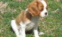 Available Cavalier King Charles Spaniel puppies Now Ready Image eClassifieds4u 1