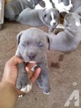 Intelligent Blue Nose Pit bull puppies Image eClassifieds4U