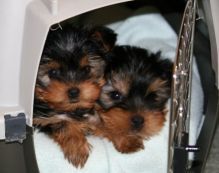 2//Male and Female Yorkie Puppies//l.ucyjackie9@gmail.com Image eClassifieds4U