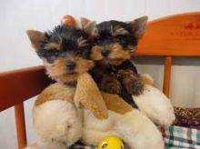 2//Lovely Face Yorkie Puppies//l.ucyjackie.9@gmail.com Image eClassifieds4U