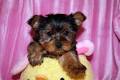 2//Yorkshire Terrier Puppy//.l.ucyjackie.9@gmail.com Image eClassifieds4U