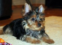 Yorkie Puppy Available../l.ucyjackie.9@gmail.com Image eClassifieds4u 2