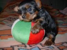 2//Teacup & Toy Yorkie Puppies for Sale//l.u.cyjackie.9@gmail.com Image eClassifieds4U