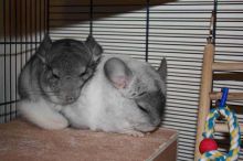 two female chinchillas with cage and accesories Image eClassifieds4U