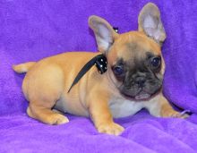 Very Special Little French Bulldog Puppies Now Ready Image eClassifieds4u 3