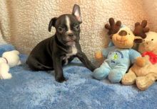 Well Socialize Male and Female French bulldog puppies Image eClassifieds4u 1