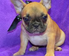 Well Socialize Male and Female French bulldog puppies Image eClassifieds4u 2