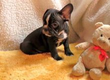 Well Socialize Male and Female French bulldog puppies Image eClassifieds4u 4