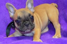 Well Socialize Male and Female French bulldog puppies Image eClassifieds4U