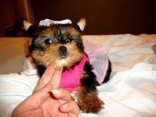 2//Yorkie Puppies// Image eClassifieds4U