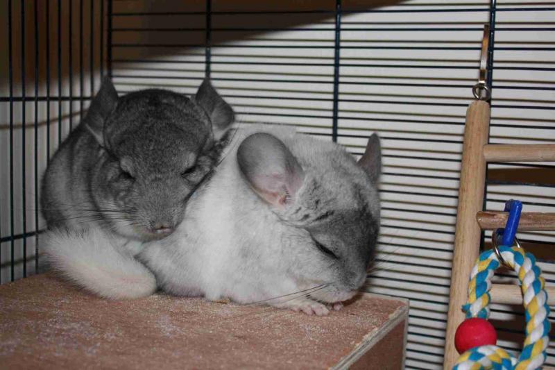 two female chinchillas with cage and accesories Image eClassifieds4u