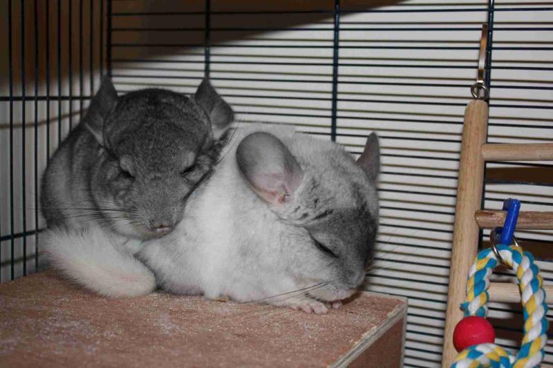 Two mosaic Chinchillas Image eClassifieds4u