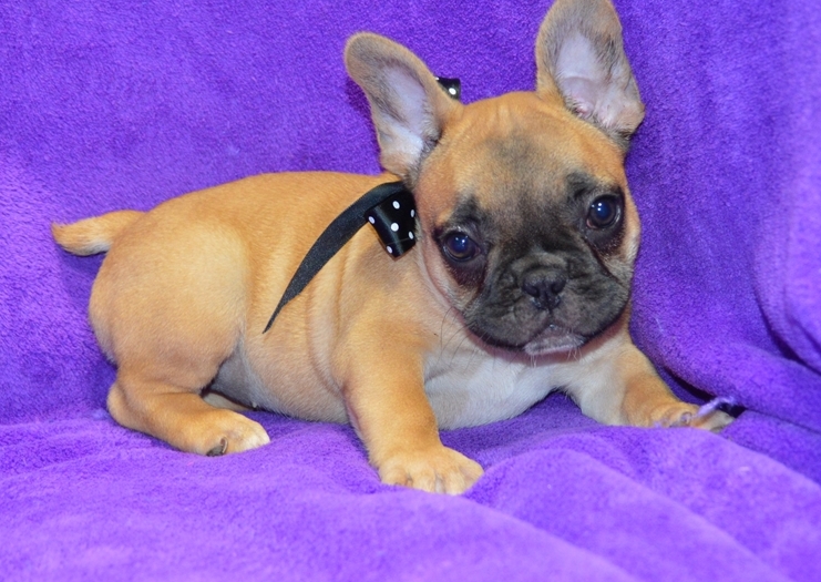 Very Special Little French Bulldog Puppies Now Ready Image eClassifieds4u