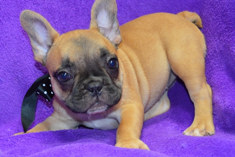 Well Socialize Male and Female French bulldog puppies Image eClassifieds4u