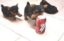 2 adorable yorkie puppies looking for a good home!