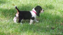 Adorable CKC Basset Hound Puppies