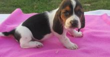 Adorable CKC Basset Hound puppies for Adoption - 11 Weeks Old