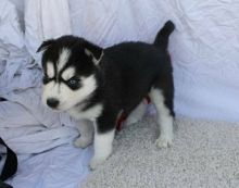 Adorable Siberian Husky puppy for adoption -11 weeks Old