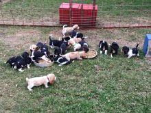 Beagle/basset hound puppies (2) - $300