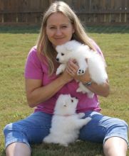 Beautiful male and female Japanese Spitz puppies for adoption