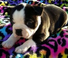 Black & Tan Boston Terrier Puppy -