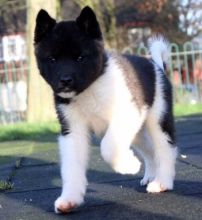 Charming Akita Pups -