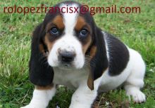 CKC Basset Hound litter born May 30th