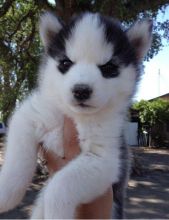 Cute Sweet Blue Eyes Siberian Husky, Need A Home