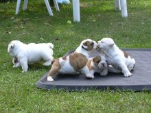 English Bulldog Puppies Available -