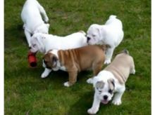 English Bulldog Puppies Available -