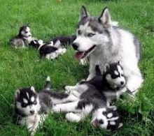 Gorgeous Blue Eyes Siberian Husky Puppies male and female