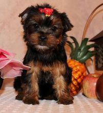 Healthy Yorkie Pups