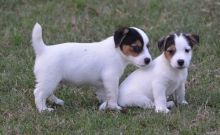 Lovely Jack Russell Terrier Puppies ready