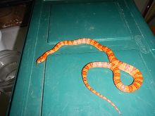 Vivid male Variable Kingsnake/l.ucy.jackie9@gmail.com