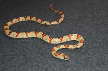 Female Vivid line Thayer's Kingsnake //l.ucy.jackie9@gmail.com