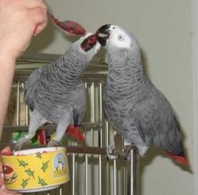 A pair of Congo African Grey Parrotse//lucyj.ackie9@gmail.com