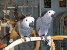 Friendly male and female Congo African Grey Parrots/lucyj.ackie9@gmail.com